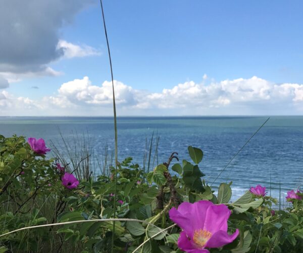 Een foto van een bloem met de zee op de achtergrond