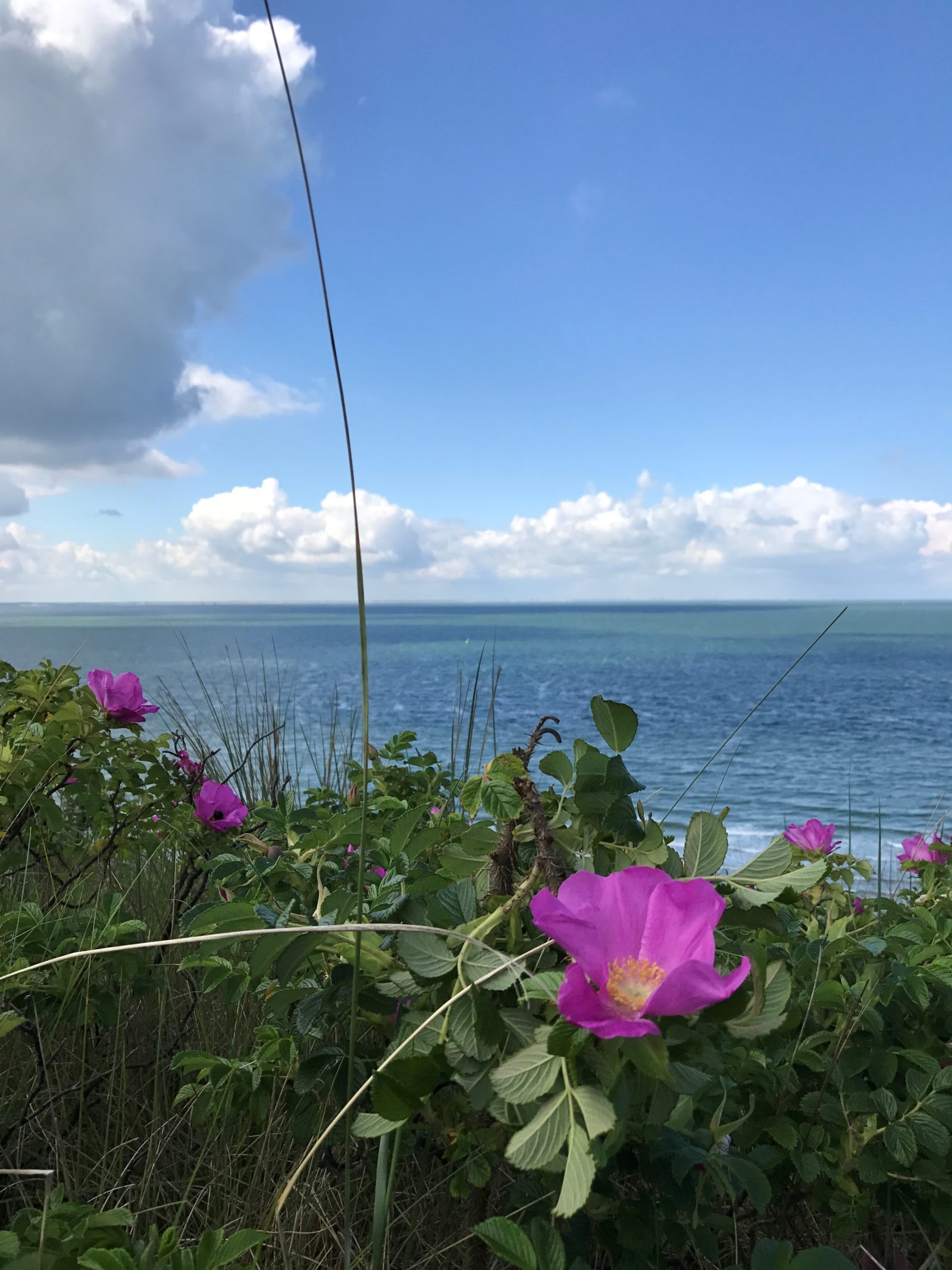 Een foto van een bloem met de zee op de achtergrond
