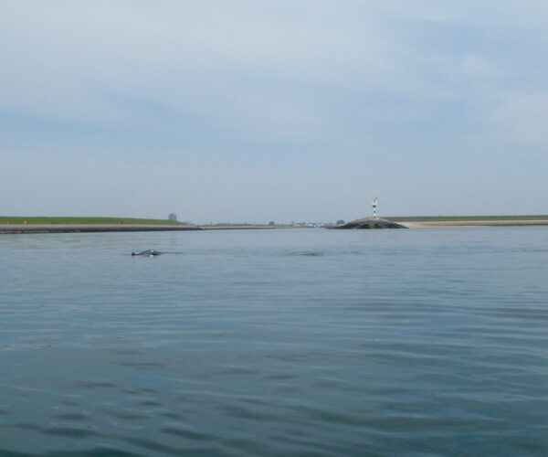 Uit zeewater duikt iets op wat op een zeehond lijkt.