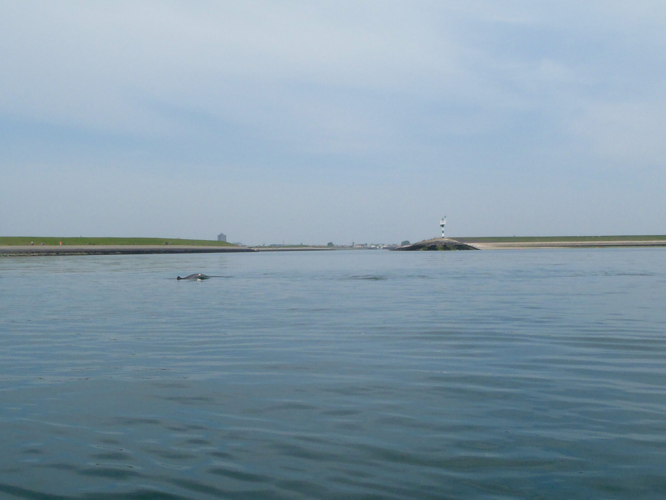 Uit zeewater duikt iets op wat op een zeehond lijkt.
