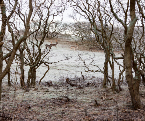 Drie herten in een winters landschap met bomen. Angela Verdam - Lievens